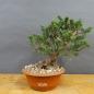 Preview: Juniperus chinensis 'Blaauw'